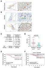 GluR4 Antibody in Immunohistochemistry (IHC)