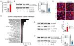 VE-cadherin Antibody in Western Blot (WB)