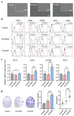 CD73 Antibody in Flow Cytometry (Flow)