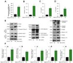 NLRP3 Antibody in Western Blot (WB)