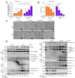 NLRP3 Antibody in Western Blot (WB)