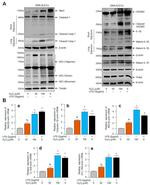 NLRP3 Antibody in Western Blot (WB)