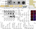 NANS Antibody in Western Blot (WB)