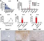 KRT79 Antibody in Immunohistochemistry (IHC)