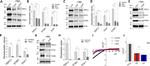 ORAI1 Antibody in Western Blot (WB)
