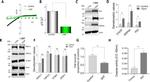 ORAI1 Antibody in Western Blot (WB)