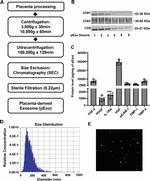 CD81 Antibody in Western Blot (WB)