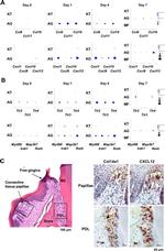 COL14A1 Antibody in Immunohistochemistry (IHC)