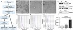 CD9 Antibody in Western Blot (WB)