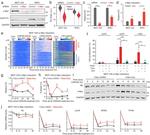 Cyclin D1 Antibody in Western Blot (WB)