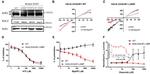 SUR1 Antibody in Western Blot (WB)