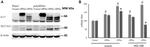 SLC7A11 Antibody in Western Blot (WB)