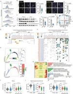 Claudin 11 Antibody in Western Blot (WB)