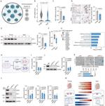 Claudin 11 Antibody in Western Blot (WB)