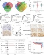 AURKAIP1 Antibody in Immunohistochemistry (IHC)