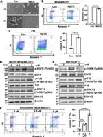 Actin Antibody in Western Blot (WB)