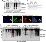CD44 Antibody in Immunocytochemistry (ICC/IF)