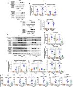 Cathepsin G Antibody in Western Blot (WB)
