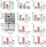 GSDMD Antibody in Western Blot (WB)