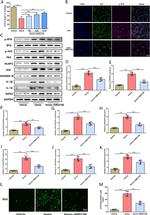 GSDMD Antibody in Western Blot (WB)