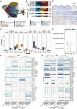 CD163 Antibody in Immunohistochemistry (IHC)