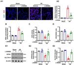SLC7A11 Antibody in Western Blot (WB)