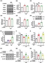 SLC7A11 Antibody in Western Blot (WB)