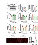 SLC7A11 Antibody in Western Blot (WB)