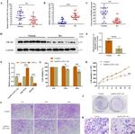 PIK3R2 Antibody in Western Blot (WB)