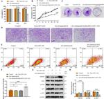 PIK3R2 Antibody in Western Blot (WB)