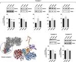 NDUFV1 Antibody in Western Blot (WB)