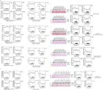 NDUFA9 Antibody in Western Blot (WB)
