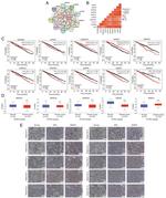 SNRPG Antibody in Immunohistochemistry (IHC)