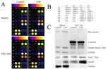 SMAD4 Antibody in Western Blot (WB)