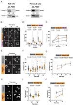 WAVE2 Antibody in Western Blot (WB)