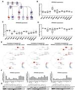 PIP4K2C Antibody in Western Blot (WB)