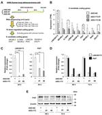 FHIT Antibody in Western Blot (WB)