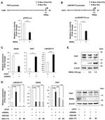 FHIT Antibody in Western Blot (WB)