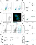 F4/80 Antibody in Flow Cytometry (Flow)