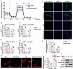 SOD2 Antibody in Western Blot (WB)