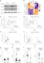 Cytokeratin 18 Antibody in Western Blot (WB)
