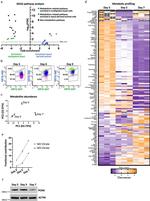 PCNA Antibody in Western Blot (WB)