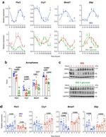 PER2 Antibody in Western Blot (WB)
