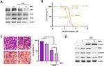 Endothelin A Receptor Antibody in Western Blot (WB)
