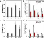 Phospho-VEGF Receptor 2 (Tyr1054, Tyr1059) Antibody in Western Blot (WB)