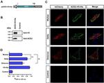 ACE2 Antibody in Western Blot (WB)