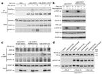 PARP9 Antibody in Western Blot (WB)