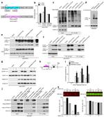 PARP9 Antibody in Western Blot (WB)