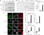 PARP9 Antibody in Western Blot (WB)