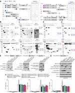 PARP9 Antibody in Western Blot (WB)